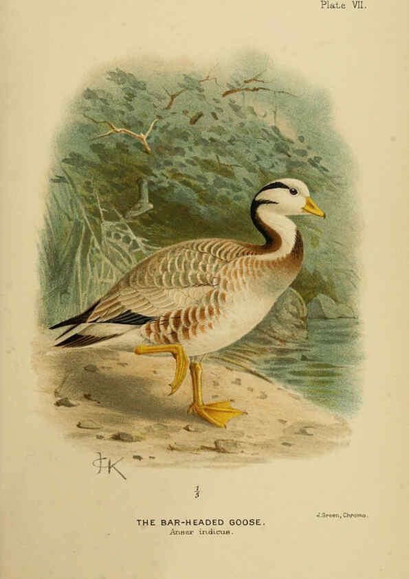 Reproducción/Reproduction 6254569552: The Indian ducks and their allies [Bombay] :Published by the Bombay Natural History Society ;1908