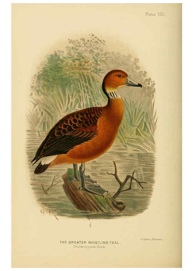 Reproducción/Reproduction 6254569764: The Indian ducks and their allies [Bombay] :Published by the Bombay Natural History Society ;1908