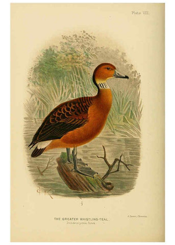 Reproducción/Reproduction 6254569764: The Indian ducks and their allies [Bombay] :Published by the Bombay Natural History Society ;1908