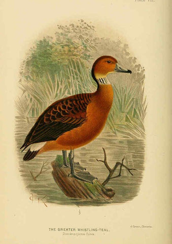 Reproducción/Reproduction 6254569764: The Indian ducks and their allies [Bombay] :Published by the Bombay Natural History Society ;1908