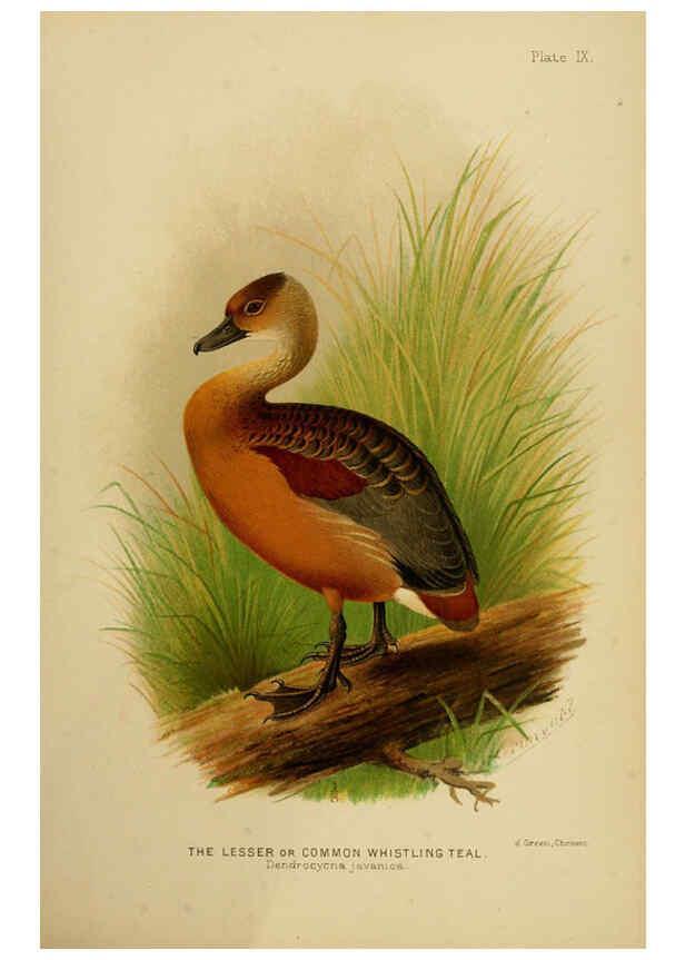 Reproducción/Reproduction 6254038983: The Indian ducks and their allies [Bombay] :Published by the Bombay Natural History Society ;1908