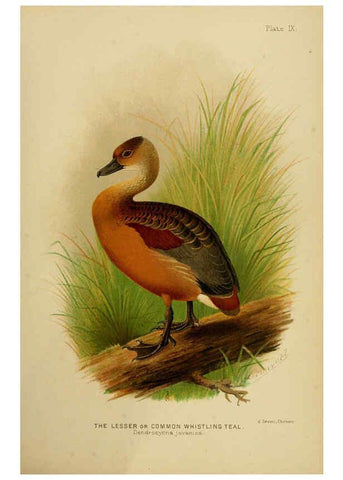 Reproducción/Reproduction 6254038983: The Indian ducks and their allies [Bombay] :Published by the Bombay Natural History Society ;1908