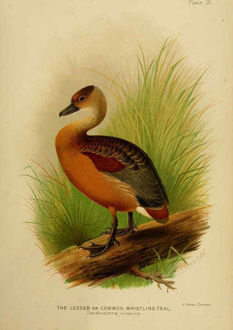 Reproducción/Reproduction 6254038983: The Indian ducks and their allies [Bombay] :Published by the Bombay Natural History Society ;1908