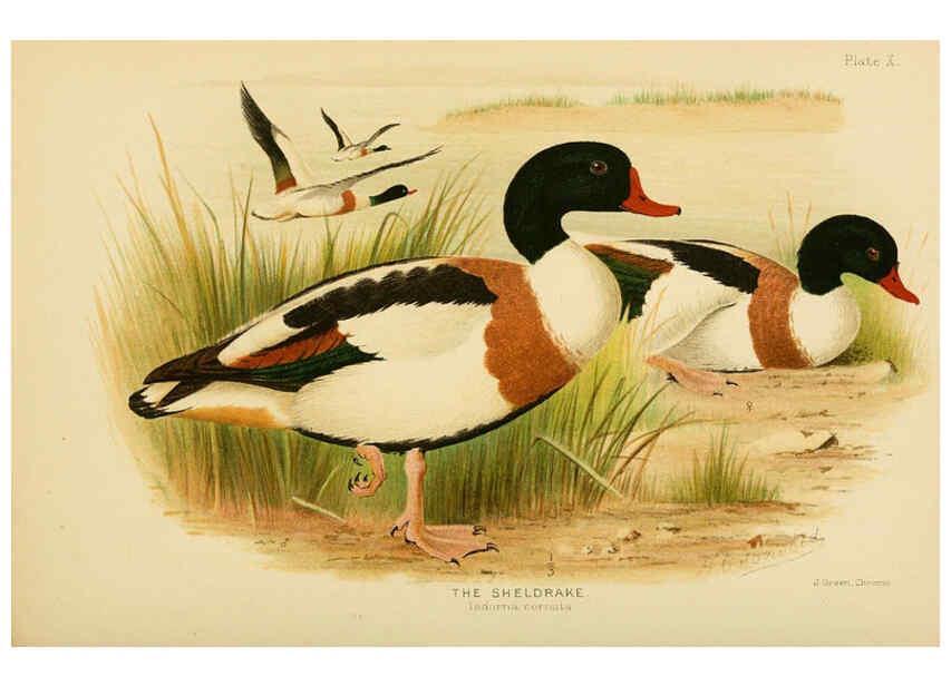 Reproducción/Reproduction 6254570256: The Indian ducks and their allies [Bombay] :Published by the Bombay Natural History Society ;1908