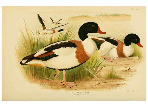 Reproducción/Reproduction 6254570256: The Indian ducks and their allies [Bombay] :Published by the Bombay Natural History Society ;1908