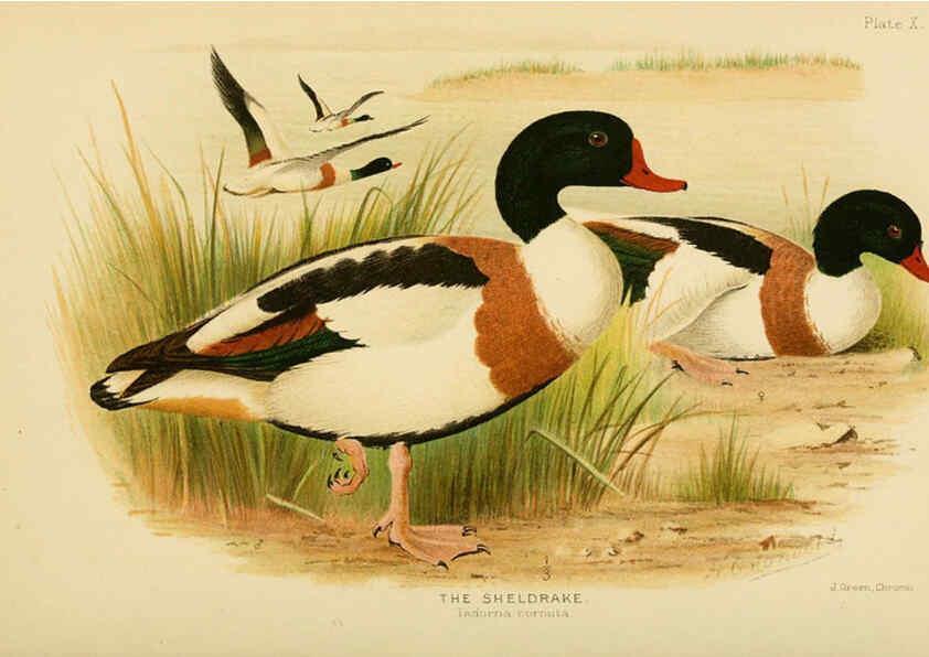 Reproducción/Reproduction 6254570256: The Indian ducks and their allies [Bombay] :Published by the Bombay Natural History Society ;1908