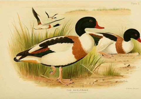 Reproducción/Reproduction 6254570256: The Indian ducks and their allies [Bombay] :Published by the Bombay Natural History Society ;1908