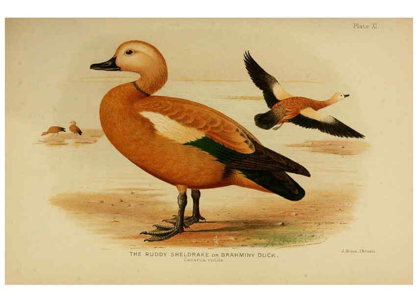 Reproducción/Reproduction 6254570446: The Indian ducks and their allies [Bombay] :Published by the Bombay Natural History Society ;1908