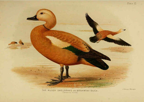 Reproducción/Reproduction 6254570446: The Indian ducks and their allies [Bombay] :Published by the Bombay Natural History Society ;1908