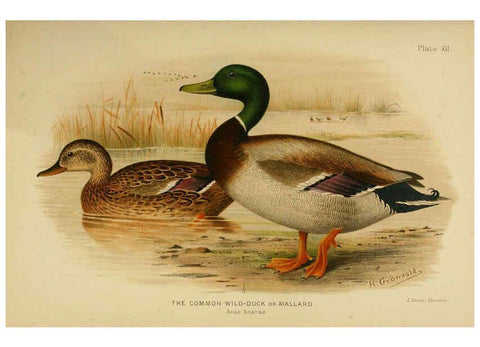 Reproducción/Reproduction 6254570660: The Indian ducks and their allies [Bombay] :Published by the Bombay Natural History Society ;1908