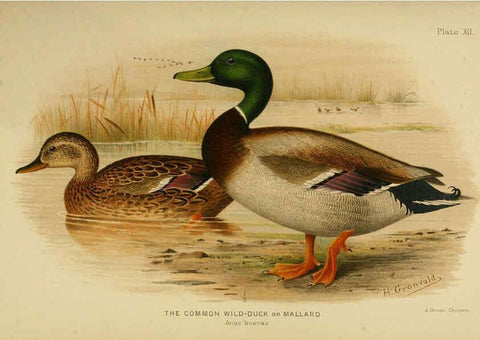Reproducción/Reproduction 6254570660: The Indian ducks and their allies [Bombay] :Published by the Bombay Natural History Society ;1908