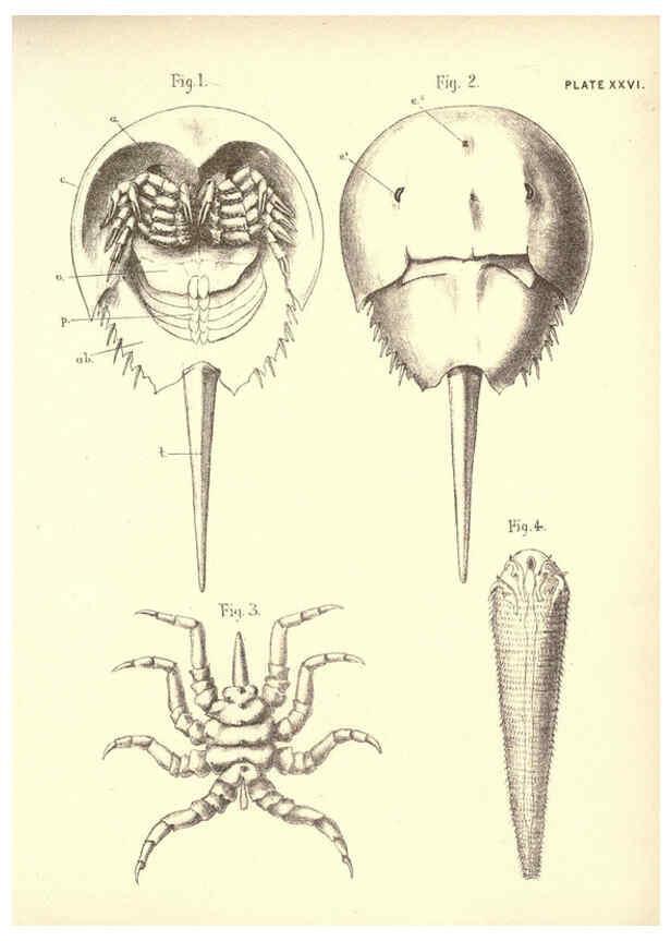 Reproducción/Reproduction 6254226227: Illustrations of zoology: invertebrates & vertebrates EdinburghY.J. Pentland,1889
