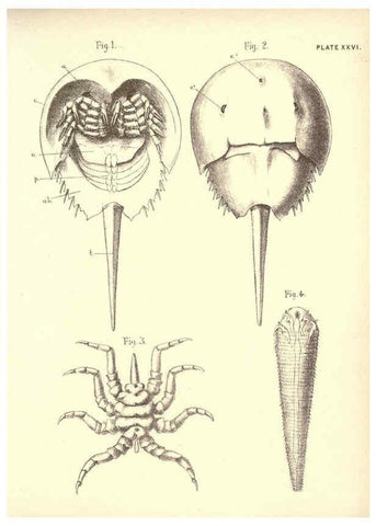 Reproducción/Reproduction 6254226227: Illustrations of zoology: invertebrates & vertebrates EdinburghY.J. Pentland,1889
