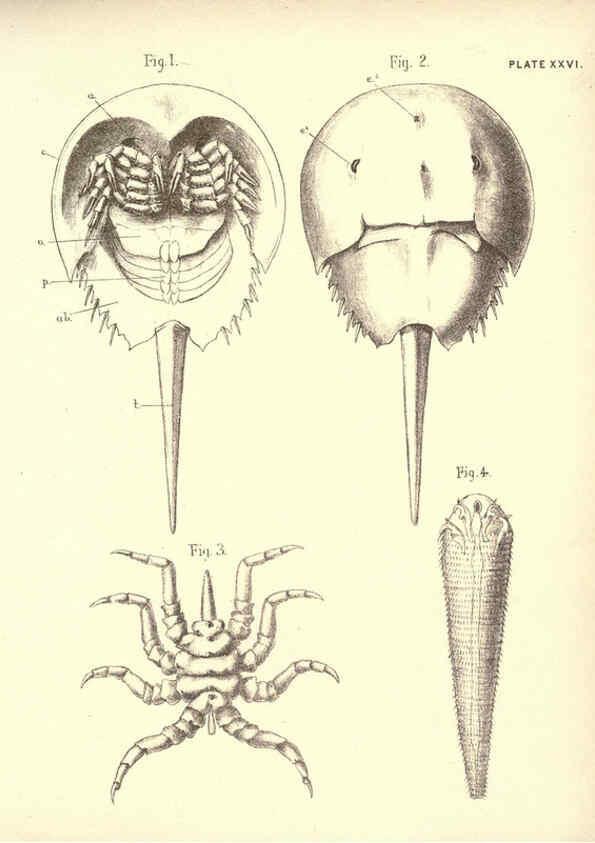 Reproducción/Reproduction 6254226227: Illustrations of zoology: invertebrates & vertebrates EdinburghY.J. Pentland,1889