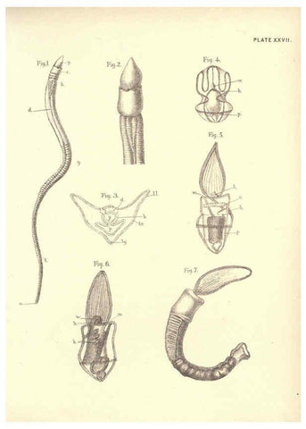 Reproducción/Reproduction 6254757234: Illustrations of zoology: invertebrates & vertebrates EdinburghY.J. Pentland,1889