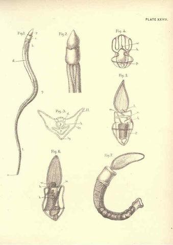 Reproducción/Reproduction 6254757234: Illustrations of zoology: invertebrates & vertebrates EdinburghY.J. Pentland,1889