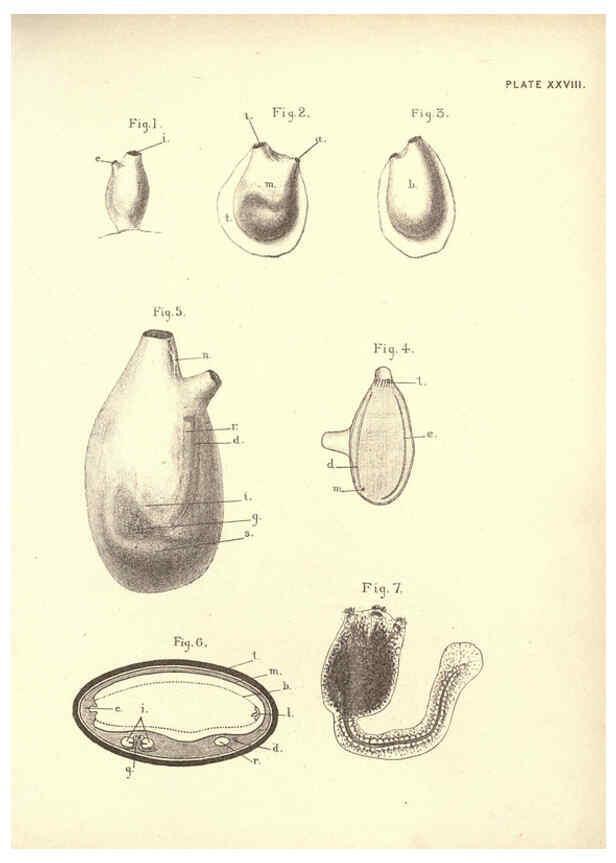 Reproducción/Reproduction 6254757760: Illustrations of zoology: invertebrates & vertebrates EdinburghY.J. Pentland,1889