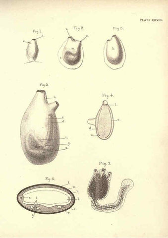 Reproducción/Reproduction 6254757760: Illustrations of zoology: invertebrates & vertebrates EdinburghY.J. Pentland,1889