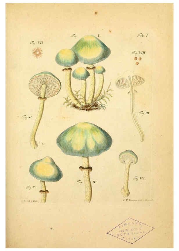 Reproducción/Reproduction 6257410528: Fungorum qui in Bavaria et Palatinatu circa Ratisbonam nascuntur icones, nativis coloribus expressae. v.1-2. Erlangae,Apud J.J. Palmium,1800