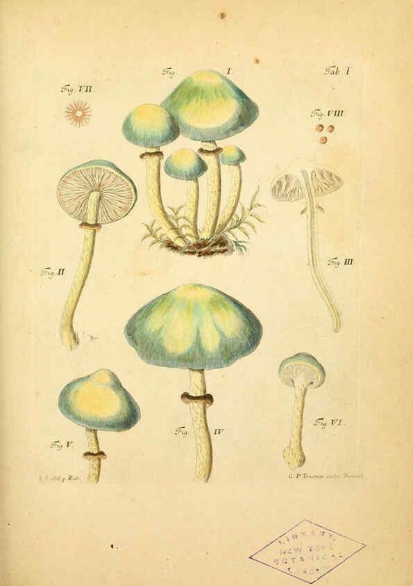 Reproducción/Reproduction 6257410528: Fungorum qui in Bavaria et Palatinatu circa Ratisbonam nascuntur icones, nativis coloribus expressae. v.1-2. Erlangae,Apud J.J. Palmium,1800