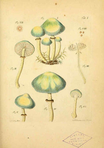 Reproducción/Reproduction 6257410528: Fungorum qui in Bavaria et Palatinatu circa Ratisbonam nascuntur icones, nativis coloribus expressae. v.1-2. Erlangae,Apud J.J. Palmium,1800