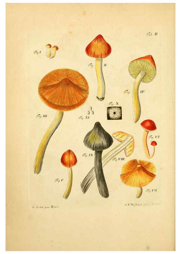 Reproducción/Reproduction 6256881755: Fungorum qui in Bavaria et Palatinatu circa Ratisbonam nascuntur icones, nativis coloribus expressae. v.1-2. Erlangae,Apud J.J. Palmium,1800