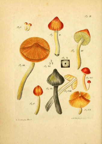 Reproducción/Reproduction 6256881755: Fungorum qui in Bavaria et Palatinatu circa Ratisbonam nascuntur icones, nativis coloribus expressae. v.1-2. Erlangae,Apud J.J. Palmium,1800
