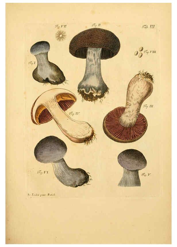 Reproducción/Reproduction 6256882077: Fungorum qui in Bavaria et Palatinatu circa Ratisbonam nascuntur icones, nativis coloribus expressae. v.1-2. Erlangae,Apud J.J. Palmium,1800