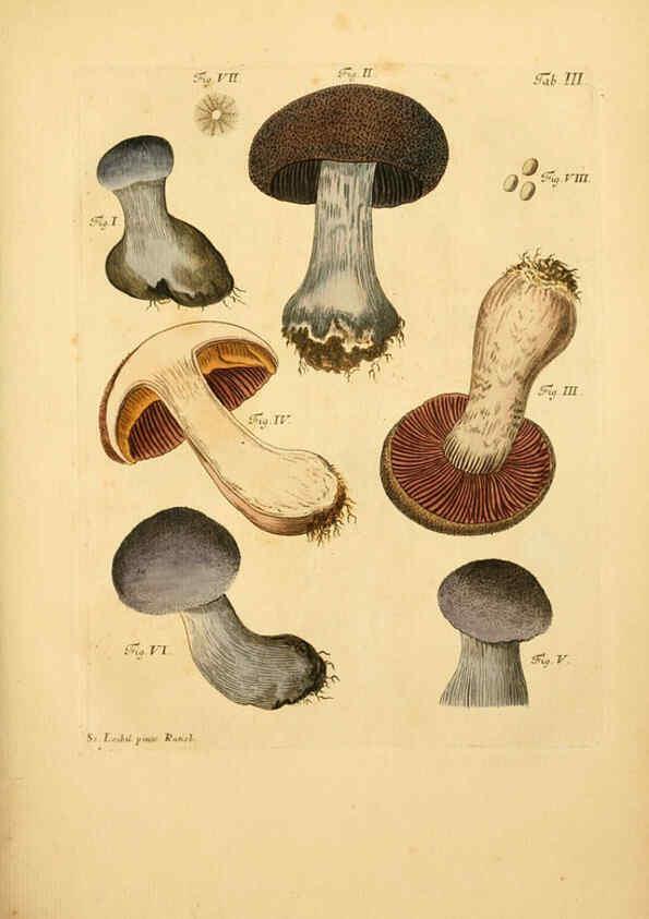 Reproducción/Reproduction 6256882077: Fungorum qui in Bavaria et Palatinatu circa Ratisbonam nascuntur icones, nativis coloribus expressae. v.1-2. Erlangae,Apud J.J. Palmium,1800