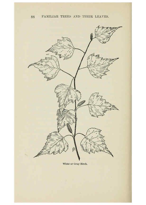 Reproducción/Reproduction 6254419333: Familiar trees and their leaves New York D. Appleton 1911 