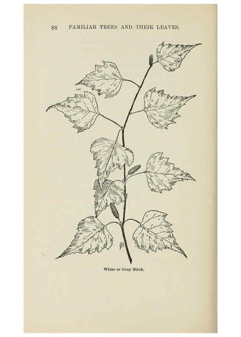 Reproducción/Reproduction 6254419333: Familiar trees and their leaves New York D. Appleton 1911 