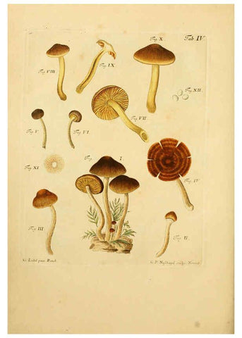 Reproducción/Reproduction 6257411670: Fungorum qui in Bavaria et Palatinatu circa Ratisbonam nascuntur icones, nativis coloribus expressae. v.1-2. Erlangae,Apud J.J. Palmium,1800