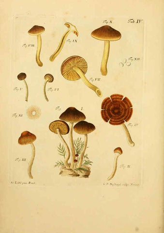 Reproducción/Reproduction 6257411670: Fungorum qui in Bavaria et Palatinatu circa Ratisbonam nascuntur icones, nativis coloribus expressae. v.1-2. Erlangae,Apud J.J. Palmium,1800