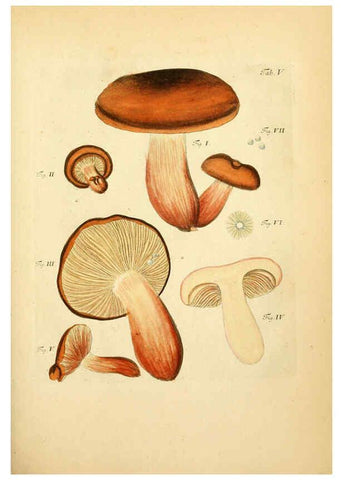 Reproducción/Reproduction 6257411918: Fungorum qui in Bavaria et Palatinatu circa Ratisbonam nascuntur icones, nativis coloribus expressae. v.1-2. Erlangae,Apud J.J. Palmium,1800