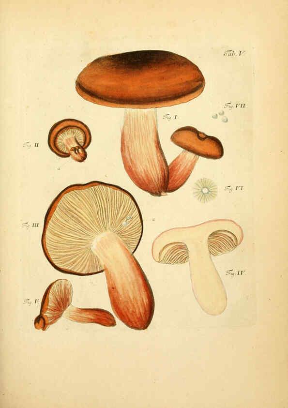 Reproducción/Reproduction 6257411918: Fungorum qui in Bavaria et Palatinatu circa Ratisbonam nascuntur icones, nativis coloribus expressae. v.1-2. Erlangae,Apud J.J. Palmium,1800