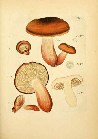 Reproducción/Reproduction 6257411918: Fungorum qui in Bavaria et Palatinatu circa Ratisbonam nascuntur icones, nativis coloribus expressae. v.1-2. Erlangae,Apud J.J. Palmium,1800