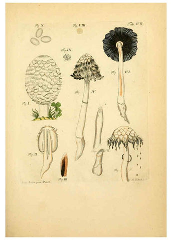 Reproducción/Reproduction 6257412402: Fungorum qui in Bavaria et Palatinatu circa Ratisbonam nascuntur icones, nativis coloribus expressae. v.1-2. Erlangae,Apud J.J. Palmium,1800