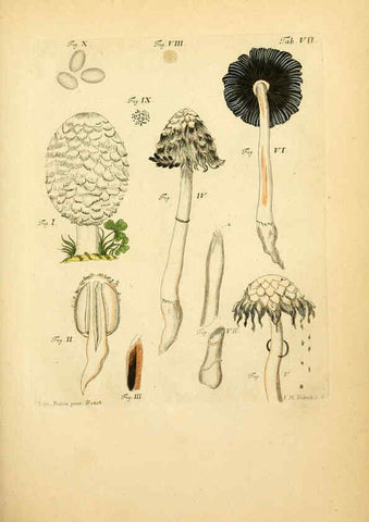 Reproducción/Reproduction 6257412402: Fungorum qui in Bavaria et Palatinatu circa Ratisbonam nascuntur icones, nativis coloribus expressae. v.1-2. Erlangae,Apud J.J. Palmium,1800