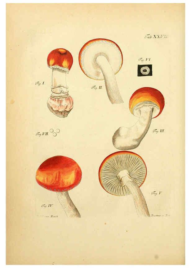 Reproducción/Reproduction 6256888395: Fungorum qui in Bavaria et Palatinatu circa Ratisbonam nascuntur icones, nativis coloribus expressae. v.1-2. Erlangae,Apud J.J. Palmium,1800