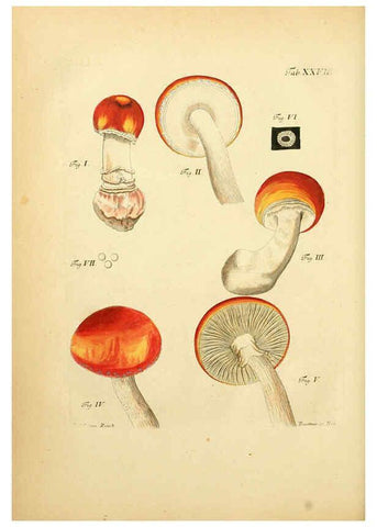 Reproducción/Reproduction 6256888395: Fungorum qui in Bavaria et Palatinatu circa Ratisbonam nascuntur icones, nativis coloribus expressae. v.1-2. Erlangae,Apud J.J. Palmium,1800