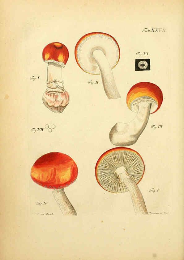 Reproducción/Reproduction 6256888395: Fungorum qui in Bavaria et Palatinatu circa Ratisbonam nascuntur icones, nativis coloribus expressae. v.1-2. Erlangae,Apud J.J. Palmium,1800