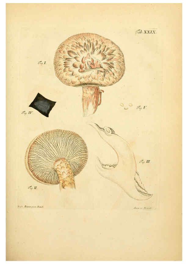 Reproducción/Reproduction 6257418448: Fungorum qui in Bavaria et Palatinatu circa Ratisbonam nascuntur icones, nativis coloribus expressae. v.1-2. Erlangae,Apud J.J. Palmium,1800