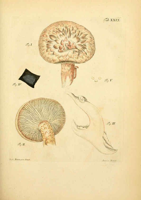 Reproducción/Reproduction 6257418448: Fungorum qui in Bavaria et Palatinatu circa Ratisbonam nascuntur icones, nativis coloribus expressae. v.1-2. Erlangae,Apud J.J. Palmium,1800