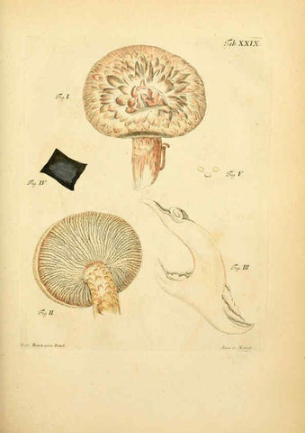Reproducción/Reproduction 6257418448: Fungorum qui in Bavaria et Palatinatu circa Ratisbonam nascuntur icones, nativis coloribus expressae. v.1-2. Erlangae,Apud J.J. Palmium,1800