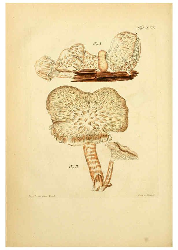 Reproducción/Reproduction 6257418650: Fungorum qui in Bavaria et Palatinatu circa Ratisbonam nascuntur icones, nativis coloribus expressae. v.1-2. Erlangae,Apud J.J. Palmium,1800