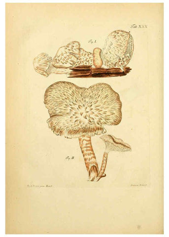 Reproducción/Reproduction 6257418650: Fungorum qui in Bavaria et Palatinatu circa Ratisbonam nascuntur icones, nativis coloribus expressae. v.1-2. Erlangae,Apud J.J. Palmium,1800