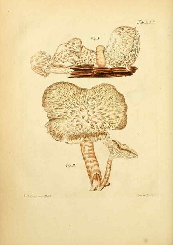 Reproducción/Reproduction 6257418650: Fungorum qui in Bavaria et Palatinatu circa Ratisbonam nascuntur icones, nativis coloribus expressae. v.1-2. Erlangae,Apud J.J. Palmium,1800