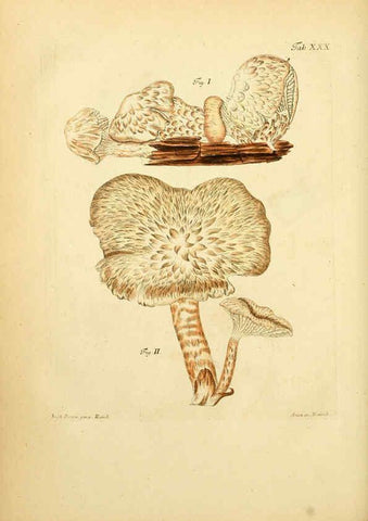 Reproducción/Reproduction 6257418650: Fungorum qui in Bavaria et Palatinatu circa Ratisbonam nascuntur icones, nativis coloribus expressae. v.1-2. Erlangae,Apud J.J. Palmium,1800