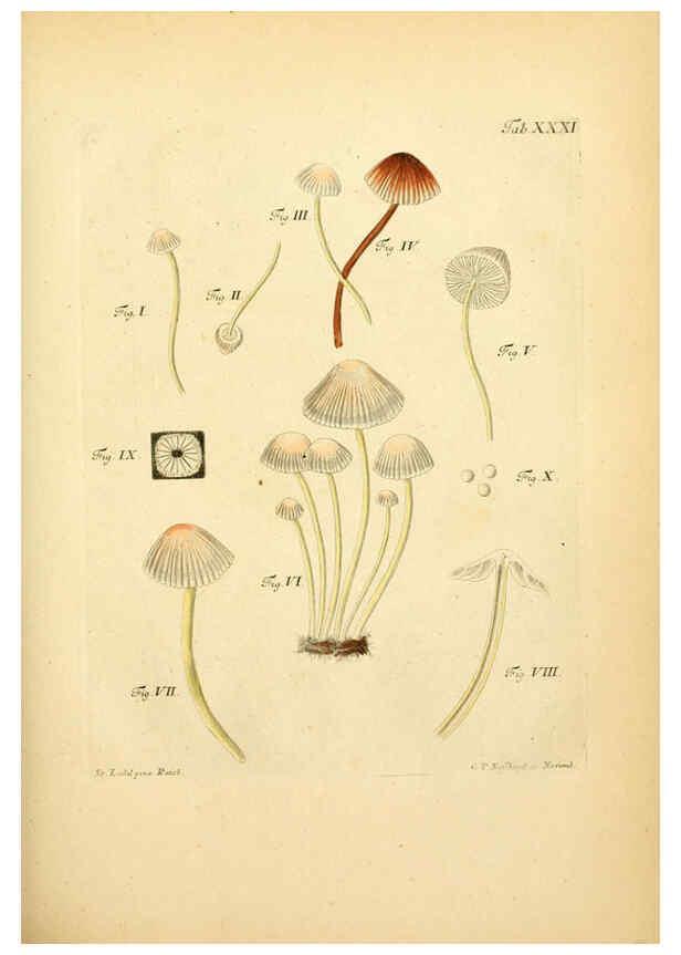 Reproducción/Reproduction 6257418940: Fungorum qui in Bavaria et Palatinatu circa Ratisbonam nascuntur icones, nativis coloribus expressae. v.1-2. Erlangae,Apud J.J. Palmium,1800