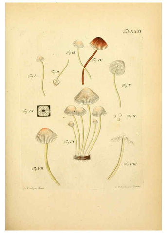 Reproducción/Reproduction 6257418940: Fungorum qui in Bavaria et Palatinatu circa Ratisbonam nascuntur icones, nativis coloribus expressae. v.1-2. Erlangae,Apud J.J. Palmium,1800